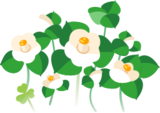 White camellia flowers icon.png