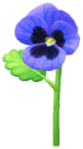 Blue pansy Big Flower icon.