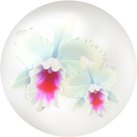 White cattleya nectar icon.png