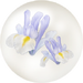 White iris nectar from Pikmin Bloom.