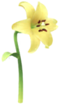 Yellow lilium Big Flower icon.