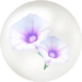 White morning glory nectar in Pikmin Bloom.