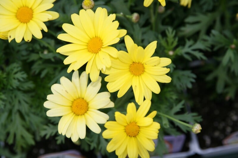 File:Argyranthemum frutescens.jpg