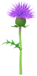 Blue thistle Big Flower icon.