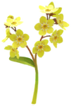 Yellow forget-me-not Big Flower icon.