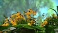 A group of Ligularia clivorum in Pikmin 3.