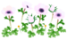 In-game texture for white windflower flowers on the map.