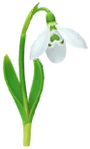 White snowdrop Big Flower icon.