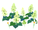 Texture for white salvia flowers on the map in Pikmin Bloom.