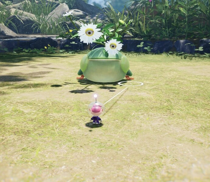 File:Creeping Chrysanthemum watching.jpg