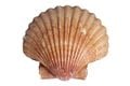 A real-world scallop shell.