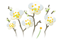 White plum blossom flowers icon.png