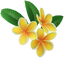 "Frangipani Hair Accessory (Yellow)" Mii head item part in Pikmin Bloom.