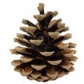 A real world pine cone.