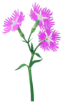 Red dianthus Big Flower icon in Pikmin Bloom.