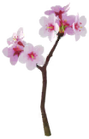 Cherry Blossom Introduced on March 1st, 2022, and comes in only a white variety. The word "white" is not displayed in the menu.