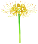 Yellow spider lily Big Flower icon.