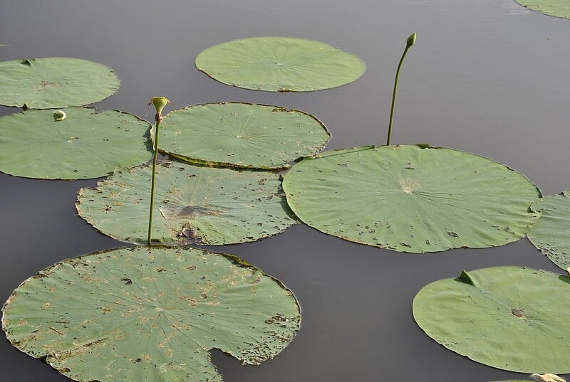 File:Real Lily Pads.jpg