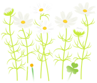 White cosmos flowers icon.png