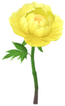 Yellow peony big flower in Pikmin Bloom