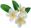 "Frangipani Hair Accessory (White)" Mii head item part in Pikmin Bloom.
