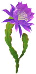 Blue orchid cactus Big Flower icon.