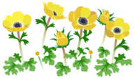 Yellow windflower flowers icon.png