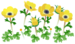 In-game texture for yellow windflower flowers on the map.