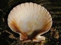 The bottom half of a scallop shell from the real world.