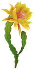 Orchid Cactus Introduced on July 1st, 2026, and comes in white, yellow, red, and blue varieties.