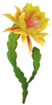 Yellow orchid cactus Big Flower icon.