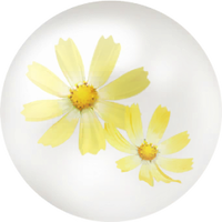 Yellow cosmos nectar icon.png