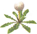 Artwork of the Seedling Dandelion from Pikmin 2.