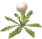 A much higher quality scan of the Seedling Dandelion's artwork found on the Internet Archive, uploaded as a new file to be a PNG.