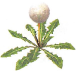 Artwork of the Seeding Dandelion.