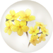 Yellow forget-me-not nectar from Pikmin Bloom.