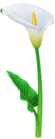 Calla Lily Introduced on June 1st, 2023, and comes in white, yellow, red, and blue varieties.