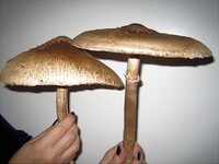 Two parasol mushrooms in real life.