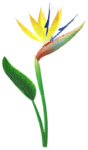 Yellow bird of paradise/strelitzia Big Flower icon.