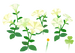 Texture for white petunia flowers on the map in Pikmin Bloom.