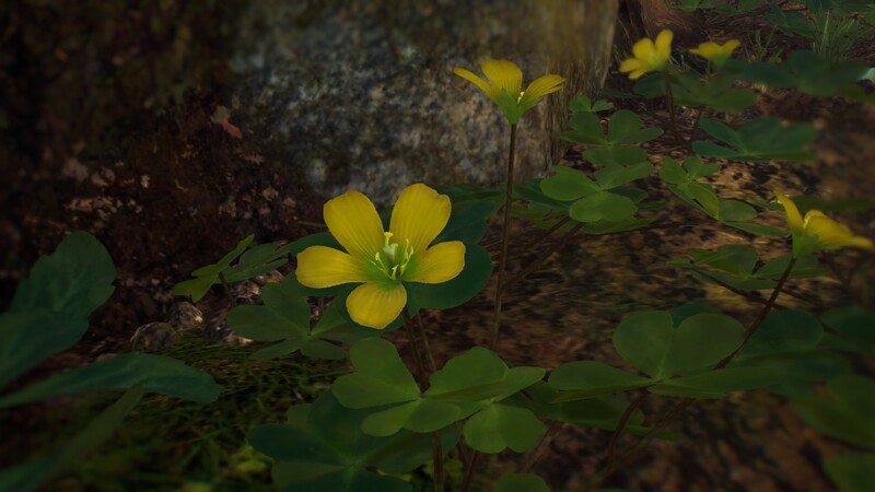 File:Woodsorrel.jpg