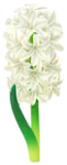 White hyacinth big flower in Pikmin Bloom
