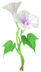 White morning glory Big Flower in Pikmin Bloom.