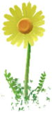 Yellow basic Big Flower icon.