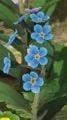 A forget-me-not in Pikmin 3.