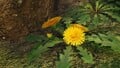 Sow thistle.jpg