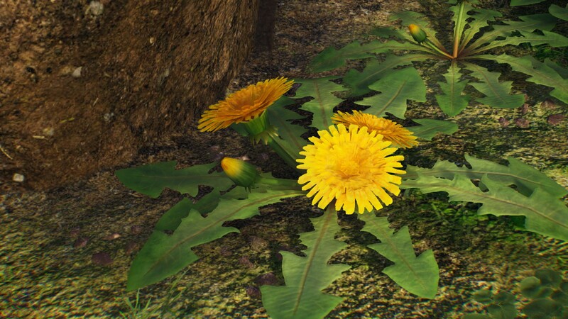 File:Sow thistle.jpg