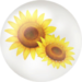 Yellow sunflower nectar from Pikmin Bloom.
