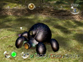 The Armored Cannon Beetle in The Forest of Hope.