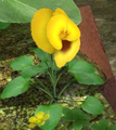 A yellow pansy in the Garden of Hope. Notice this pansy is located at the same place as the blue pansy.